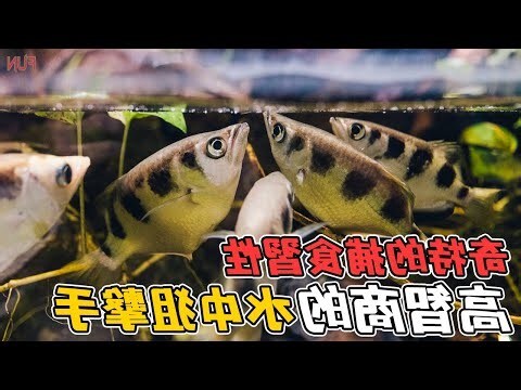 水魚 意思